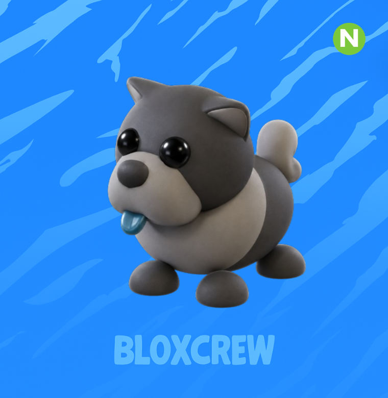 Neon Black Chow-Chow