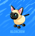 Siamese Cat