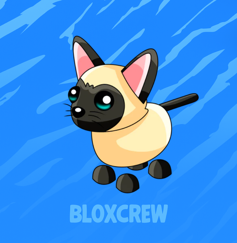 Siamese Cat