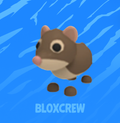 Shrew