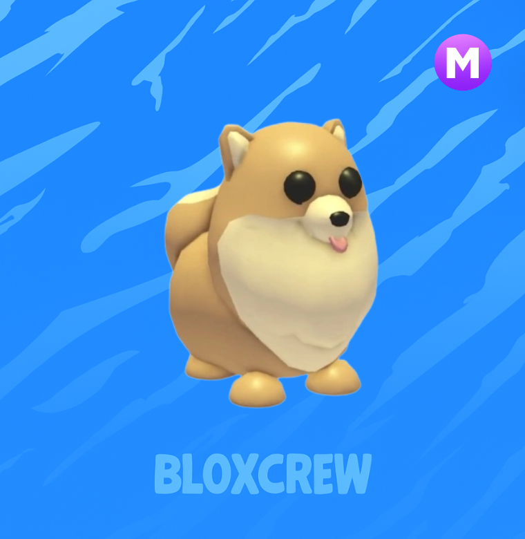 Mega Pomeranian