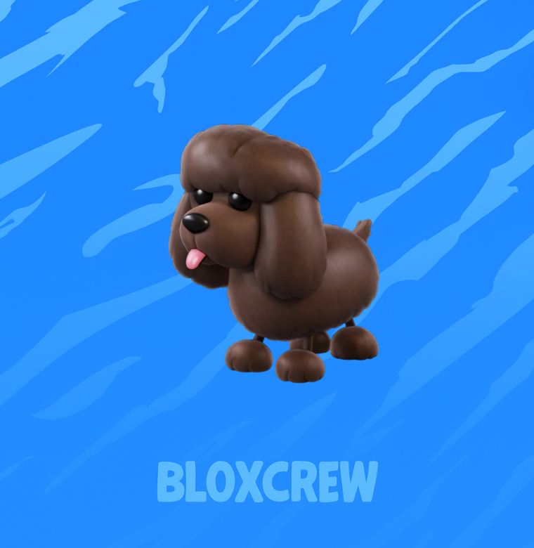 Irish Water Spaniel
