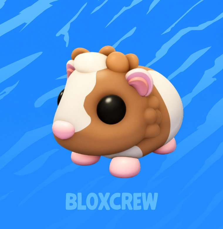 Chocolate Dutch Guinea Pig
