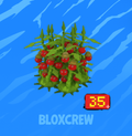 x35 Tomatrio Bundle