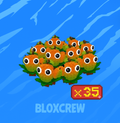 x35 Mango Bundle