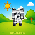 Raccoon