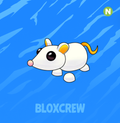 Neon Golden Rat