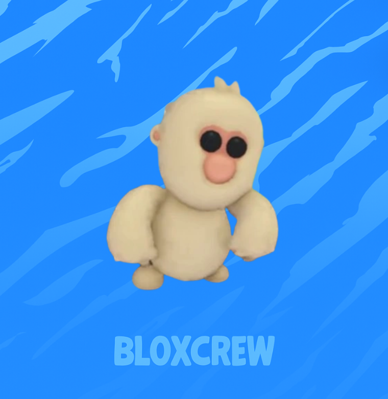 Snow Monkey
