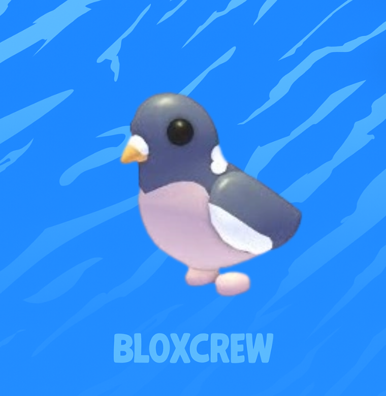 Wood Pigeon