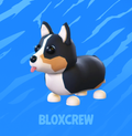 Royal Corgi
