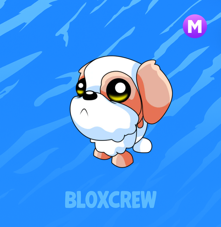Mega Shih Tzu