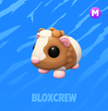 Mega Chocolate Dutch Guinea Pig