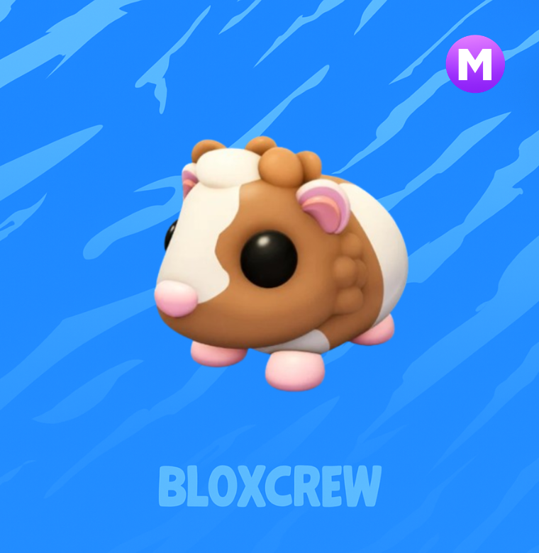 Mega Chocolate Dutch Guinea Pig