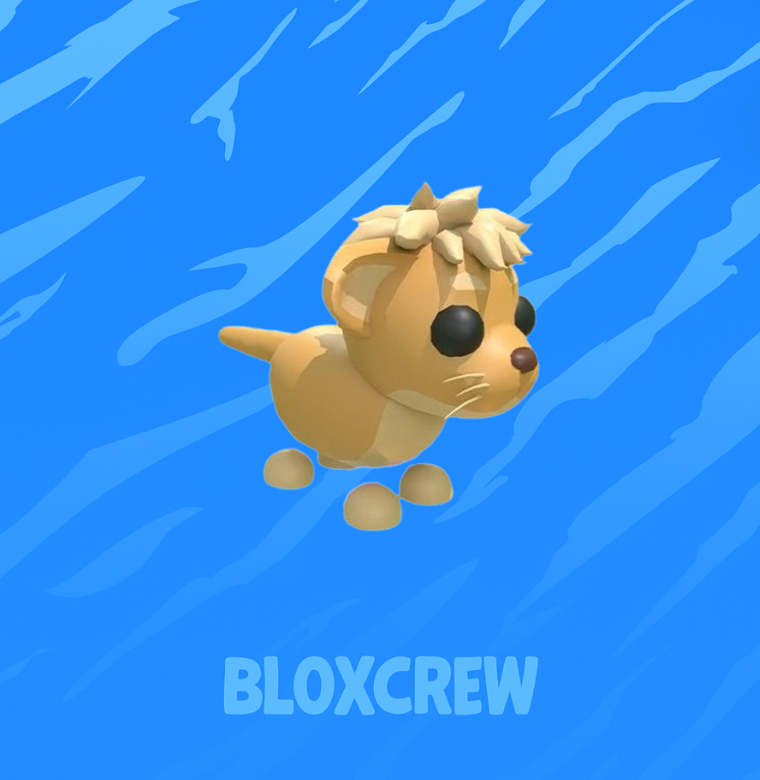 Lion Cub