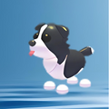 Border Collie