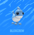 Shark Puppy