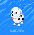 Dalmation